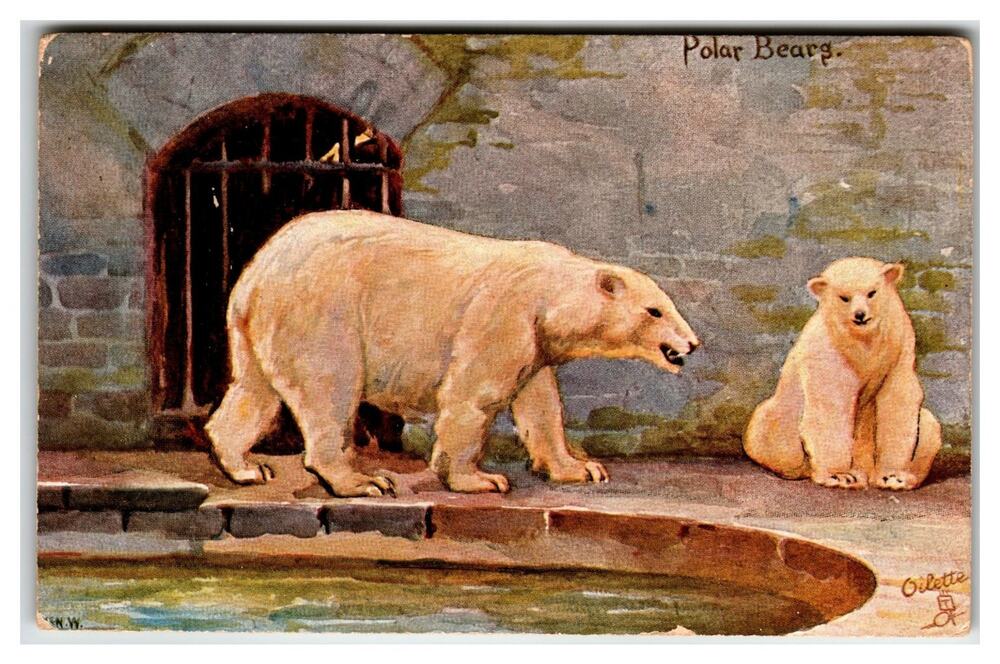 Raphael Tuck Oilette Postcard Polar Bears Zoo Edwardian 1907 M. MCN. W.